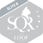 sqr elite B