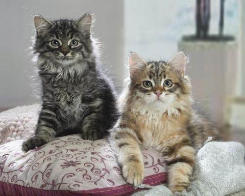 chatons siberiens