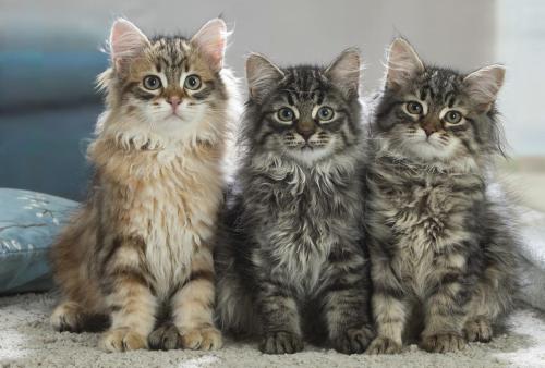 chatons siberiens