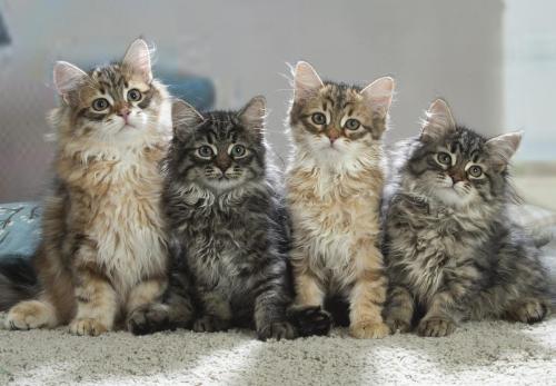 chatons siberiens