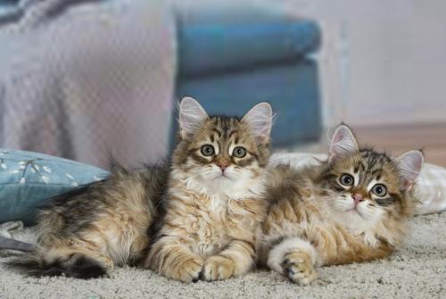 chatons siberiens