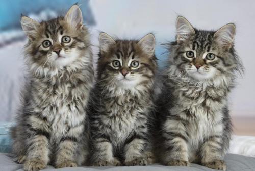 chatons siberiens