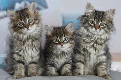 chatons siberiens