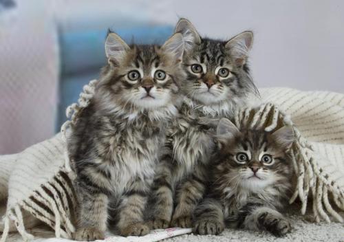 chatons siberiens